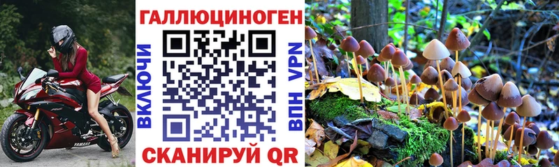 Псилоцибиновые грибы Psilocybe  где купить наркоту  Кольчугино 